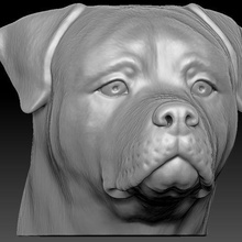 rottweiler cabeza 3d impresión pozo toro Stafford terrier americano amstaff dobermann fornido busto Excelente danés perro animal escultura anatomía francés buldog pitbull shih 3d print model - Mito3D