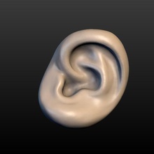 round ear art part body anatomy human people 3d print model - Mito3D