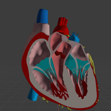 real anatômico coração anatomia órgãos 3d print model - Mito3D