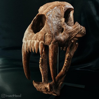saber-tooth tiger skull machairodus sabertooth sabertoothed cat paleoart paleontology cranium bones fossil extinct animals lifesize 3d print model - Mito3D