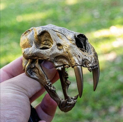 sabertooth cranio 3d stampa modello carattere anatomia zbrush tigre gatto bc archeologico freddo 3dprint dlp sla fdm animale scolpire miniature 3d print model - Mito3D