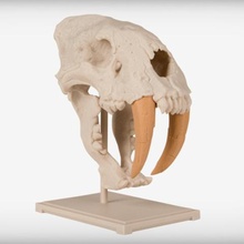 saber-toothed cat skull game academy archaeology curriculum education learning smilodon 3d print model - Mito3D