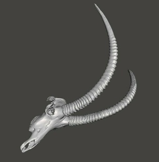 sable antelope buck skull 3d print model - Mito3D