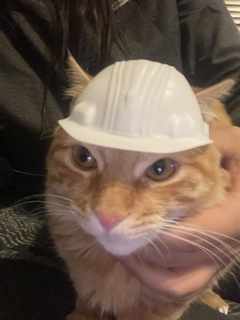 safety cat helmet - 3d print model - Mito3D