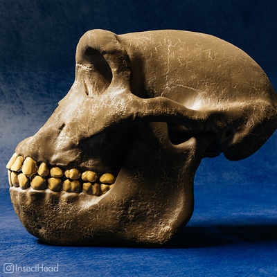 sahelantrop chadensis kafatası yeniden yapılanma sanat paleontoloji antropoloji hominid müze nesli tükenmiş kopya paleoart ata atalara ait 3d print model - Mito3D