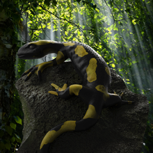 salamander 3d print model - Mito3D