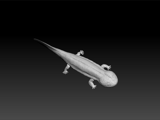 salamander tier spielzeug kinder on schreibtisch prüfung modell tolle königlich schönheit wunderschönen glänzend königtum 3d print model - Mito3D