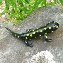 salamandra art de la decoración joyería los anfibios naturaleza animal 3d print model - Mito3D