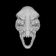 sauro cranio 3d print model - Mito3D