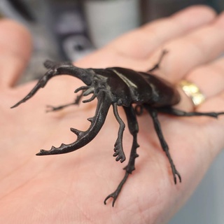 sawtoothed stag beetle insect lucanidae animals 3d print model - Mito3D
