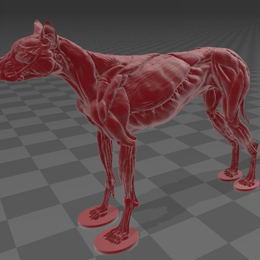 Scan Hund muskulös Hals Schultern Skelett Anatomie Schädel Muskeln Muskel 3D print model - Mito3D