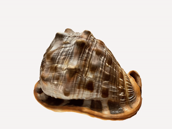 scan seashell conch - 3d Art sea shell 3D print model - Mito3D