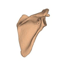 Schulterblatt links Schlüsselbein Knochen Rippen Wirbelsäule Becken anatomisch Modelle 3d print model - Mito3D