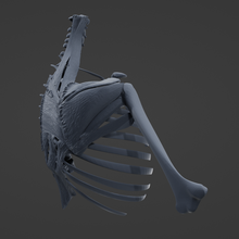scapular muscle 3d print model - Mito3D