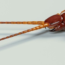 scolopendra gigantea giant centipede art creature game toy centipede insect creepy