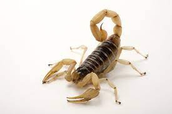 scorpion of mort jeu trygone gueule tyranide punaise genestealer espace wh40k 40k insecte 3d print model - Mito3D