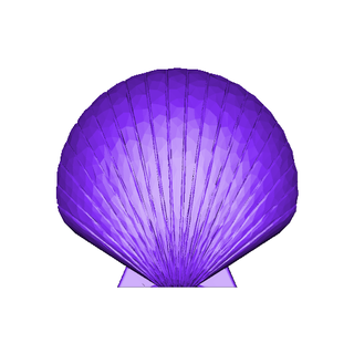 sea shell seashell various miscellaneous uncategorized 3d print model - Mito3D