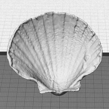 sea shell - digitizer multiscan game animals seashell scan clam 3d print model - Mito3D