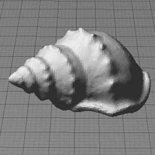 concha de mar digitalizador escaneo art criaturas 3d print model - Mito3D