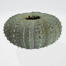 sea urchin shell beach ocean fish 3d print model - Mito3D
