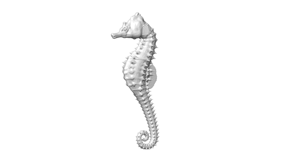 cavalluccio marino animale mare natura pesce 3d print model - Mito3D