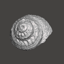 seashell art conch marina shell sea 3d print model - Mito3D