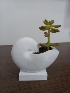 coquillage vase étagère corail art objet titulaire soutien coquille océan Trésor bijoux 3d print model - Mito3D