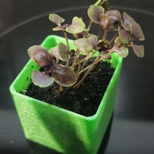 seed starter pots watering garden gardening plant seeds pot green herb waterings basil 3d print model - Mito3D