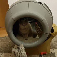 auto-limpeza gato toilett a casa do agregado familiar deslizante animais de estimação animal eletrônica elétrico cat arduino 3d print model - Mito3D