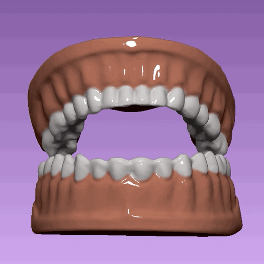 set teeth dental model gadget tooth dentist mouth jaw 3D print model - Mito3D