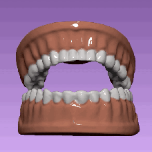 einstellen Zähne Dental Modell Gadget Zahn Zahnarzt Mund Kiefer 3d print model - Mito3D