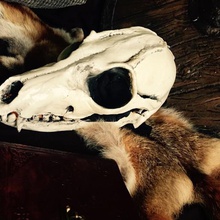 shaman mask fashion costume wolf skull shamanic scary head halloween prop fox fear cranium costumechallenge2017 costumechallenge cosplay bones bone 3d print model - Mito3D