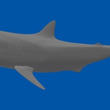 shark various animal 3d print model - Mito3D