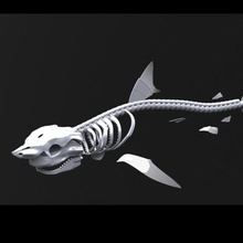 requin squelette divers fossile de la mer squelettique os animal 3d print model - Mito3D