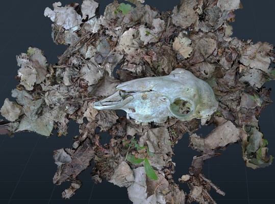 sheep skull in forest nature 3dscan scan animal creepy 3d print model - Mito3D