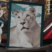 sheila in-sync exotics art lion lioness rescue 2d 3d print model - Mito3D