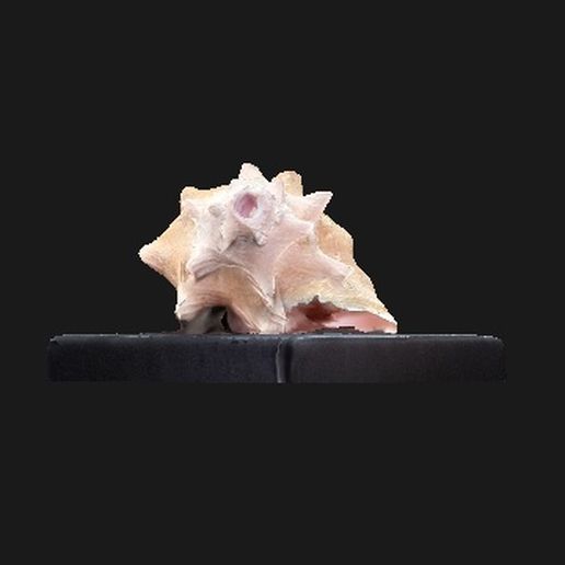 shell art aquatic animals ocean 3D print model - Mito3D