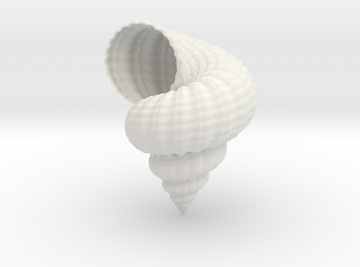 shell Various be seashell 3D print model - Mito3D