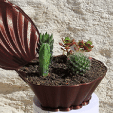Schale klein Sukkulenten Kunst Brücke Kaktus saftig Pflanze Natur 3d print model - Mito3D