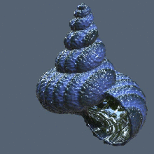 shell v1 verschiedene Dekoration Blume pot aquarium Schalentiere 3d print model - Mito3D