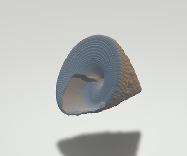 shellfish shell stone ocean 3d print model - Mito3D