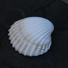 shells 3d print model - Mito3D