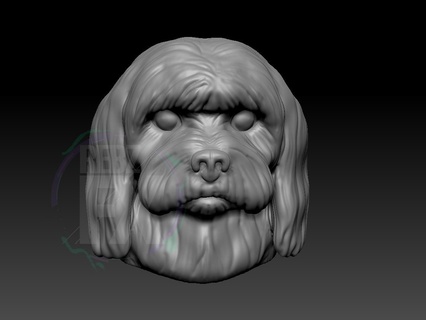 shih tzu perro busto cabeza escultura 3d print model - Mito3D