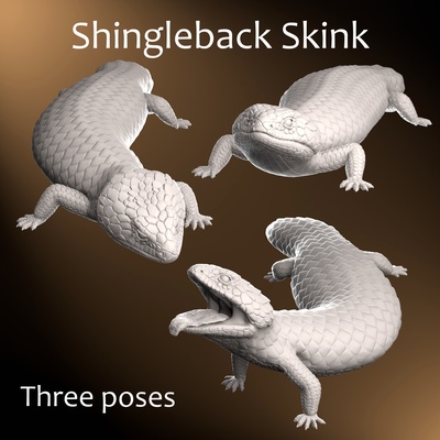 shingleback escinco rabicorto lagartija tiliqua rugosa reptil arte animal mascota regalo realista esculpir decoración 3d print model - Mito3D