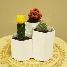 simples hexágono plantador vários biologia o vaso de flor flores cactus 3d print model - Mito3D