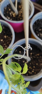 semplice universale pianta clip titolare supporto Casa 3d print model - Mito3D