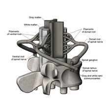 basitleştirilmiş omurilik kesiti 3d yazıcı modeli çeşitli spinal kordon omurga bel sinir anatomi eğitim biyoloji anatomik vücut tıbbi ventral dorsal ganglion ramus yazdırılabilir spinalcord nervoussystem bilim 3d print model - Mito3D