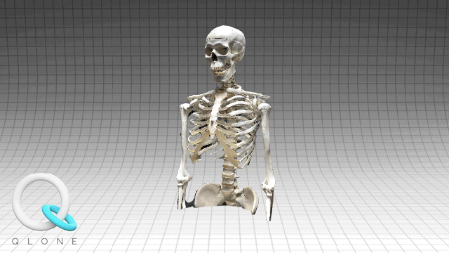 skeleton human qlone anatomy 3D print model - Mito3D