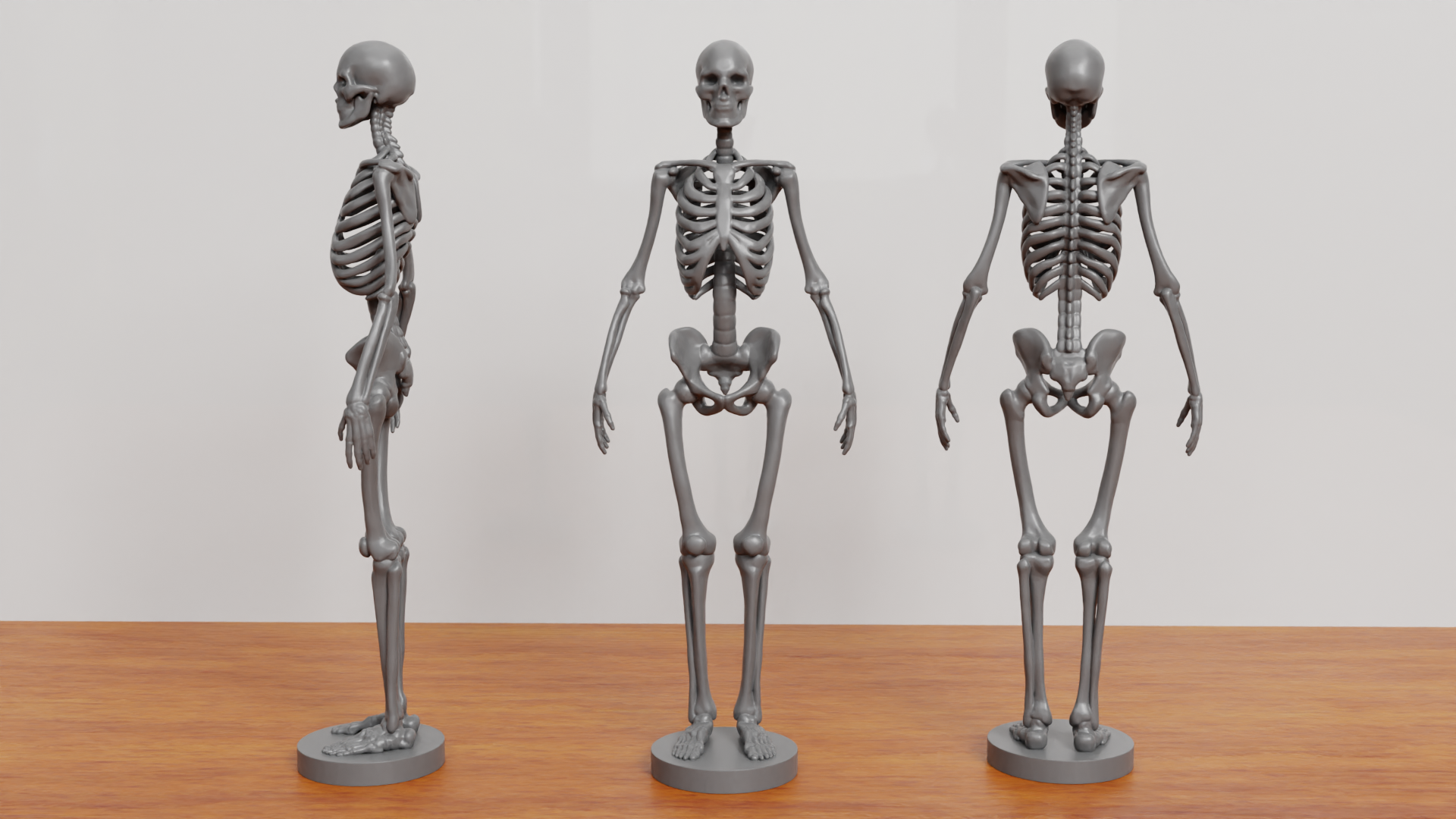 skeleton anatomy bones skull real time anatomical skeletal science human spine thoracic sacrum character miniatures figurines 3D print model - Mito3D