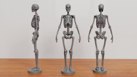 esqueleto anatomia ossos crânio real anatômico esquelético Ciência humano coluna torácica sacro personagem miniaturas estatuetas 3d print model - Mito3D